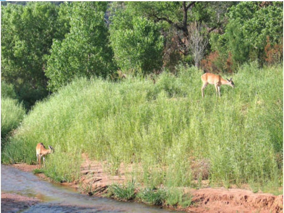 Deer in Palo Duro Canyon